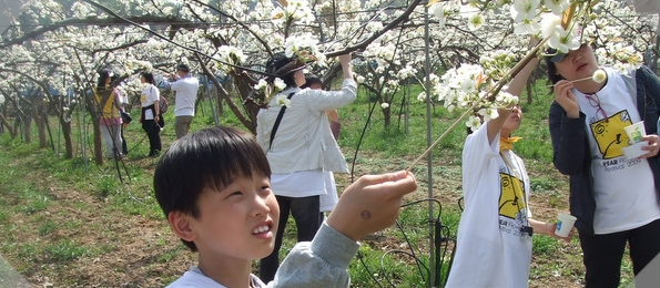 배꽃 배수정 체험